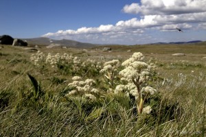 Mountain Celery in bloom, mountains and blue sky.