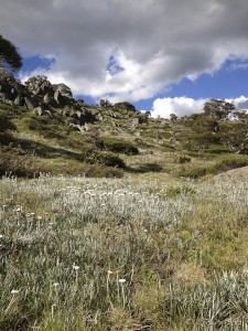 Silver Snow Daisies across the Main Range, Kosciuszko.