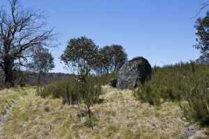 Landscape: Granite Boulder, shrubs and snow gums, Rennix Walk, Kosciuszko NP.