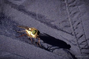 Close-up: march fly on a hiking pant leg.
