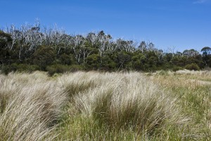 Long mountain grasses, gumtrees behind.