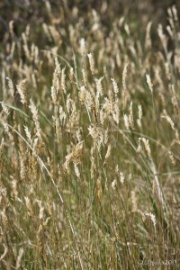 Golden headed grasses in sunlight.