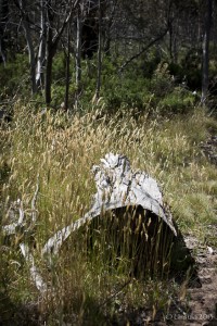 A bleached log surrounded by golden headed grass.