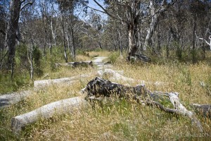 Grassy walking track, littered with fallen logs. Bullock’s Track, Kosciuszko NP.