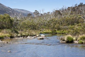 Mountain river flanked by grass and gum trees. Bullock's Flat, Kosciuszko NP.