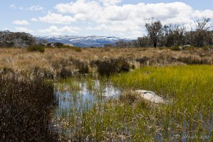 View across wetlands, grasslands and snow gums to the snow-topped Main Range, Kosciuszko NP.