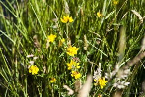 Delicate yellow pea flowers in rich green grass.