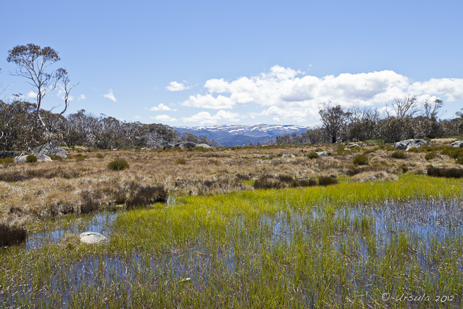 Grasses in a mountain wetland: mountains in the background.