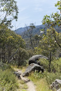 Dirt walking track through gum forest.