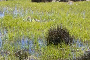 Fresh green grasses and clumps of bush in mountain water, Lakes Creek Saddle, Kosciuszko NP.