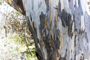 Close-up: the mottled bark of a Snow Gum
