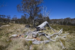 Landscape: fallen, bleached gum-tree trunks on a grassy plain. Rennix Walk, Kosciuszko NP.