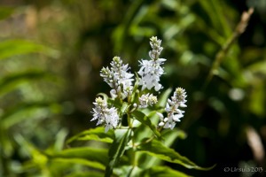 White wildflowers on green shrubbery.