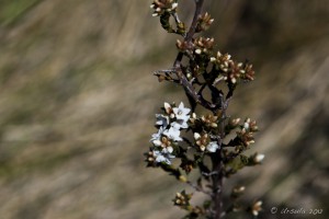 Close-up: tiny cream five-pointed flowers on an alpine heath shrub.