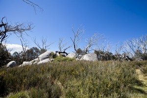 Landscape: Gorse pea bushes, granite outcrops and a blue sky. Rennix Walk, Kosciuszko NP.