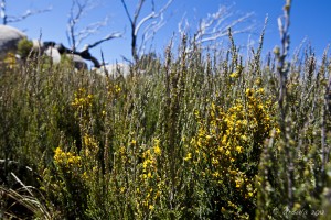 Yellow gorse pea (Leafy Bossiaea) flowers and green leaves against a blue sky.
