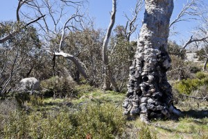 Gum tree trunk with round, black extrusions all over the base.