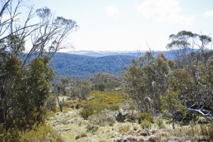 Landscape view: the Main Range from Rennix Walk, Kosciuszko NP.