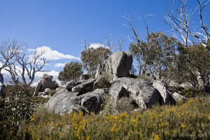 Granit outcrop against a blue sky and surrounded by yellow gorse.
