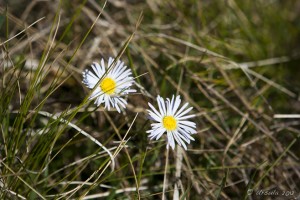 Two snow daisy flowers against long grasses.
