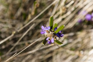 Close-up of purple Alpine Rusty-Pod flowers.