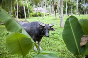 Water buffalo in green fields and coconut palms, Koh Samui, Thailand.