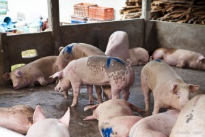 Pigs in a concrete pen.