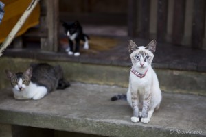 A Siamese kitten on the steps of a thai temple.