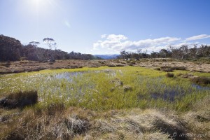 Landscape: vista across grasses, wetlands, snow gums to the Main Range, Kosciuszko NP.