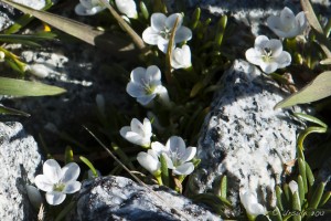 White Purslane flowers against chunks of grey granite.