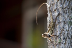 Close-up of a small Iguana with a long tail on a rough tree stem.