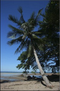 Bushy palm tree on a beach, against a blue sky.