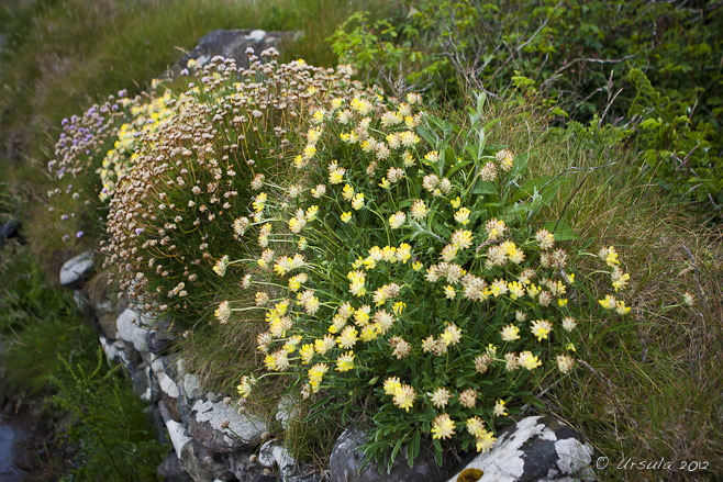 A mix of Flowers growing on a stone border.