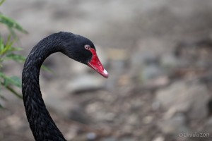 Black Swan (Cygnus atratus)