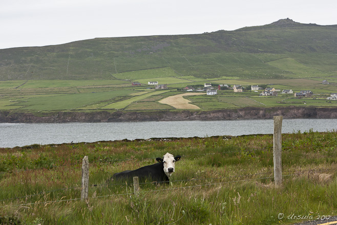 Cow in the Countryside