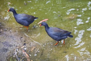Two Eastern Swamphens (Porphyrio porphyrio) wading.