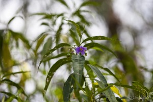 Kangaroo Apple Poroporo Flower Solanum laciniatum