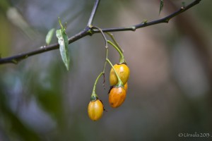 Three fruit on a Kangaroo Apple (Poroporo) tree. Solanum laciniatum