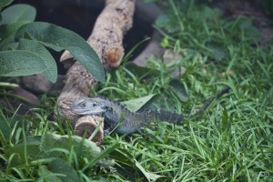 Small spiny lizard climbing over a log.