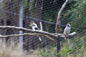 Laughing Kookaburra (Dacelo novaeguineae)