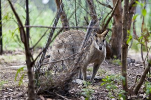 An Agile Wallaby (Macropus agilis) looks at the camera from behind a wire-enclosed tree.