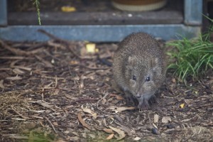Long Nosed Potoroo (Potorous tridactylus)