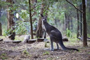 Eastern Grey Kangaroo (Macropus giganteus)