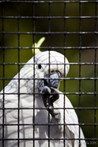 Close-up: Sulphur Crested Cocatoo (Cacatua galerita) in a cage.