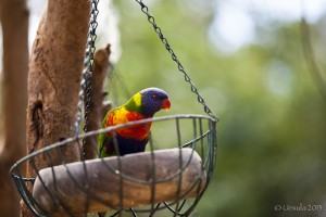 Rainbow Lorikeet (Trichoglossus haematodus) on a food dish.