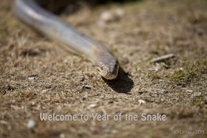 Olive Python