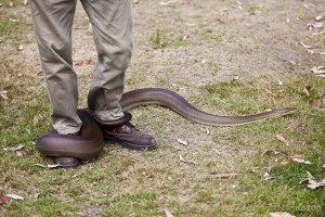 A large olive python (Liasis olivaceus) winds around the feet of a handler.