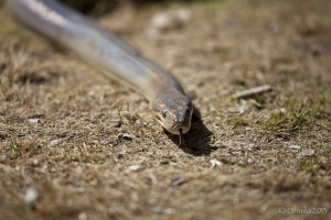 Front view of an Olive python - Liasis olivaceus.
