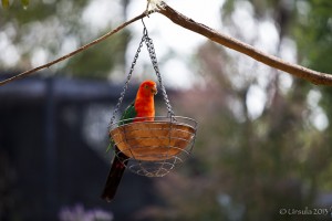 The Australian King Parrot (Alisterus scapularis)