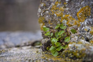 Green weeds and yellow moss